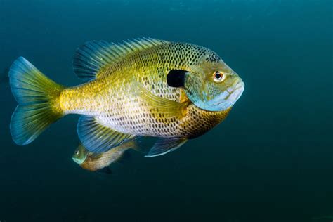 bream fish